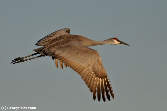 Missing Image: i_0046.jpg - Sandhill Crane