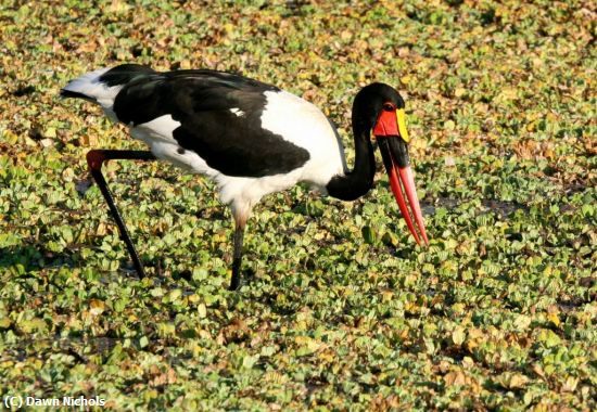 Missing Image: i_0049.jpg - Saddlebilled Stork