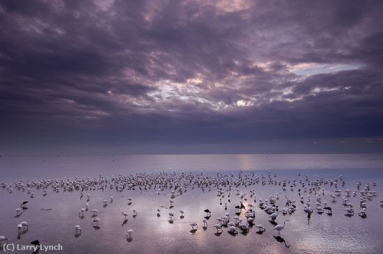 Missing Image: i_0054.jpg - Wading Birds,A.M Storm