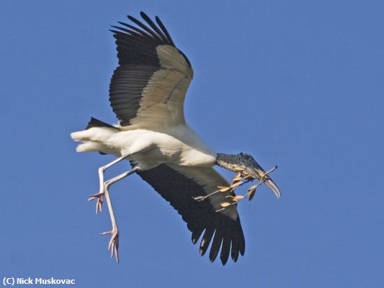 Missing Image: i_0055.jpg - Woodstork Gliding With Twigs