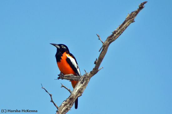 Missing Image: i_0001.jpg - Bonaire Oriole