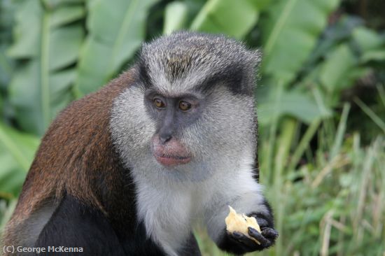 Missing Image: i_0014.jpg - Jungle Monkey