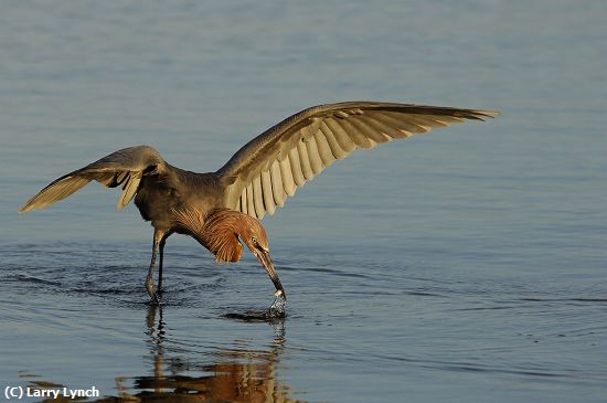 Missing Image: i_0018.jpg - Reddish Egret Fishing