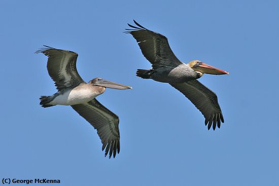 Missing Image: i_0019.jpg - Pelicans