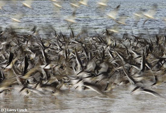 Missing Image: i_0042.jpg - Skimmers Taking Flight