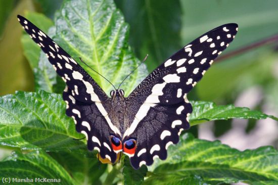 Missing Image: i_0021.jpg - Butterfly