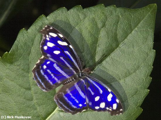 Missing Image: i_0009.jpg - Tropical Blue Wave