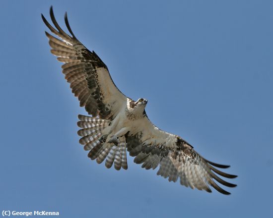 Missing Image: i_0001.jpg - Osprey