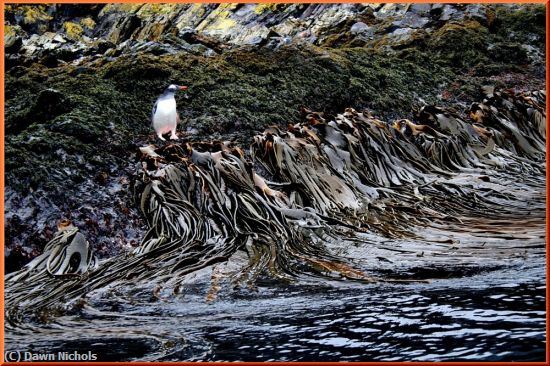 Missing Image: i_0004.jpg - Penguin Surveys Giant Kelp Bed
