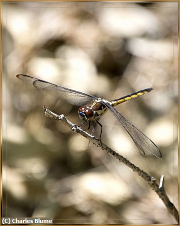 Missing Image: i_0006.jpg - Dragonfly