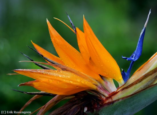 Missing Image: i_0012.jpg - Bird-of-Paradise