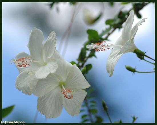 Missing Image: i_0017.jpg - White Hibiscus