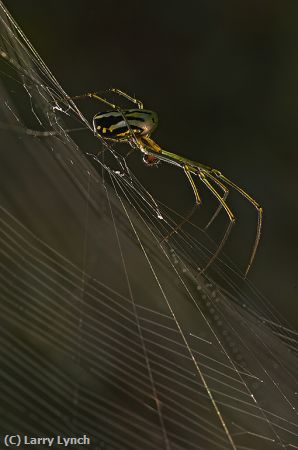 Missing Image: i_0018.jpg - Spider on Web