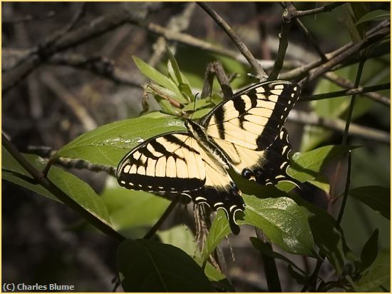 Missing Image: i_0019.jpg - Butterfly