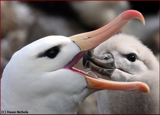 Missing Image: i_0027.jpg - Albatross Chick Feeding