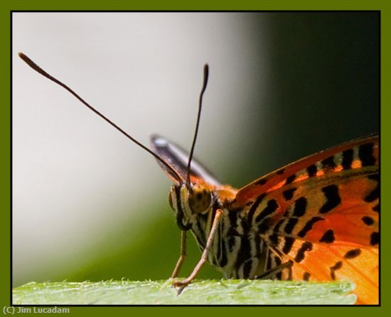 Missing Image: i_0029.jpg - Butterfly