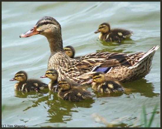 Missing Image: i_0030.jpg - Spring Ducklings