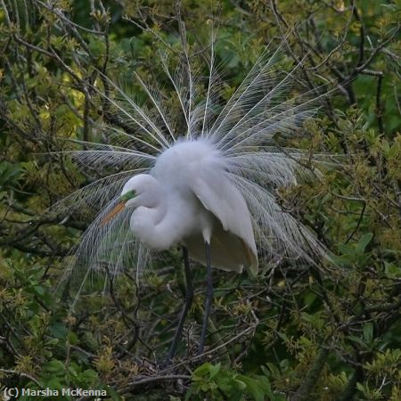 Missing Image: i_0034.jpg - Mating Plumage