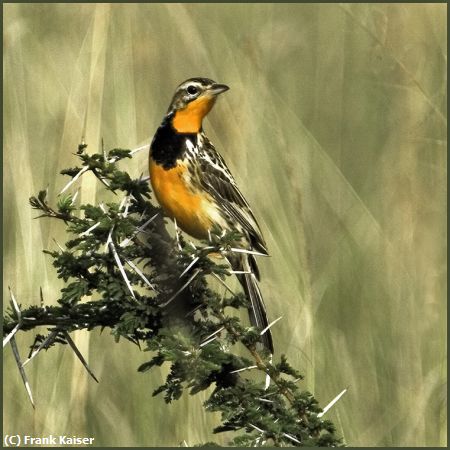 Missing Image: i_0039.jpg - Rare Rosy-throated Longclaw