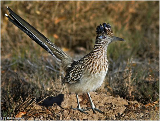 Missing Image: i_0040.jpg - Roadrunner