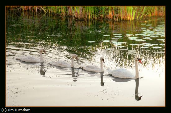 Missing Image: i_0046.jpg - Swans