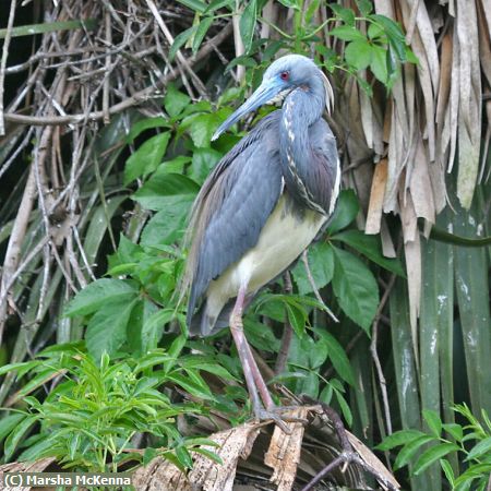 Missing Image: i_0048.jpg - Tricolor Heron