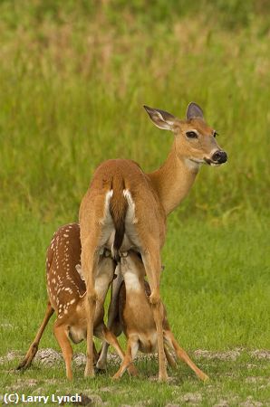 Missing Image: i_0052.jpg - White Tail Fawns Nursing