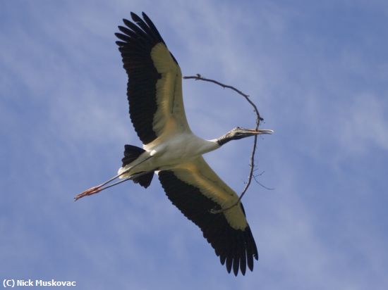 Missing Image: i_0053.jpg - Woodstork With Curved Wood