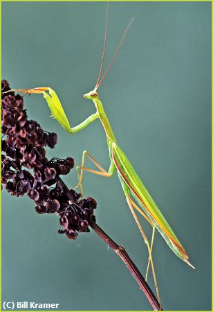 Missing Image: i_0055.jpg - Preying-Mantis