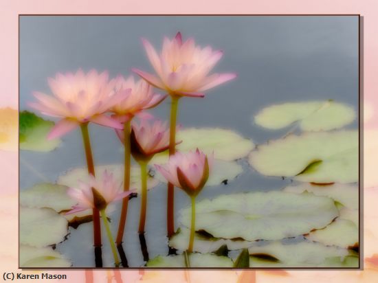 Missing Image: i_0003.jpg - lillies