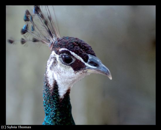 Missing Image: i_0009.jpg - Peacock