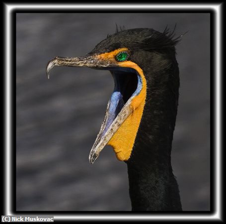 Missing Image: i_0012.jpg - Cormorant-Talk