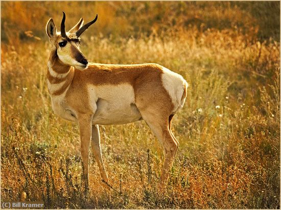 Missing Image: i_0013.jpg - Pronghorn