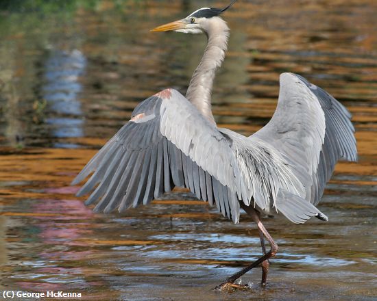 Missing Image: i_0015.jpg - Wading Heron