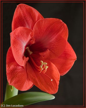 Missing Image: i_0018.jpg - Amaryllis