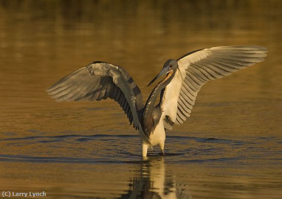 Missing Image: i_0020.jpg - Tri-Colored Heron Dance