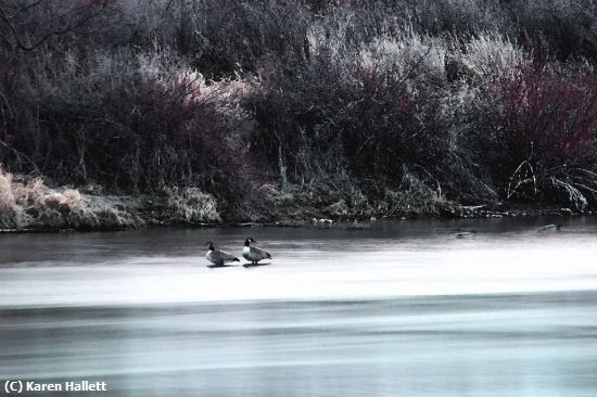 Missing Image: i_0021.jpg - watercolor mallards