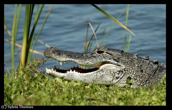 Missing Image: i_0030.jpg - Gator