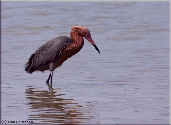 Missing Image: i_0041.jpg - Reddish Egret