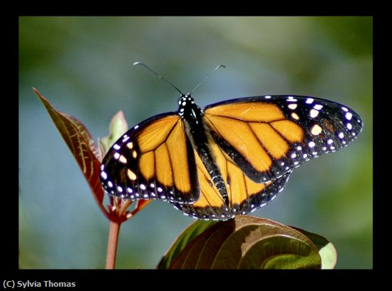 Missing Image: i_0052.jpg - Butterfly