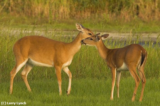 Missing Image: i_0058.jpg - White Tail Deer Grooming