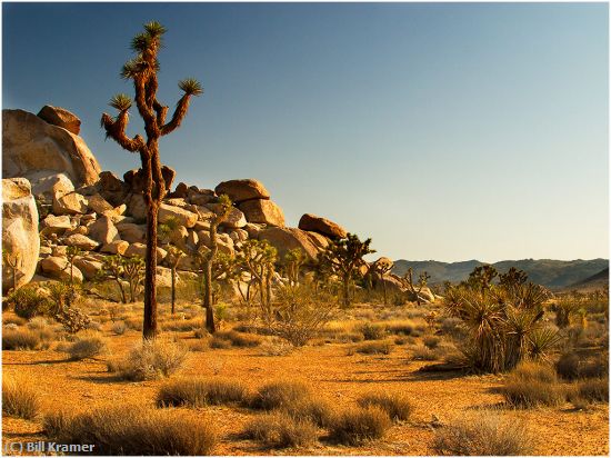 Missing Image: i_0063.jpg - Joshua-Tree