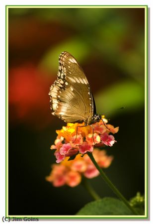 Missing Image: i_0064.jpg - Butterfly-