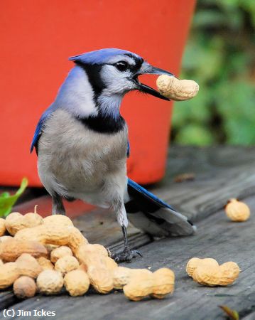 Missing Image: i_0016.jpg - Happy Hour Free Nuts