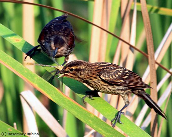 Missing Image: i_0010.jpg - Warbler Eating Dragon Fly