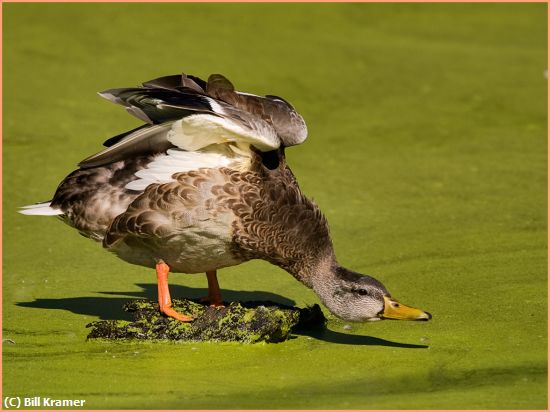 Missing Image: i_0021.jpg - Juvenile-Mallard