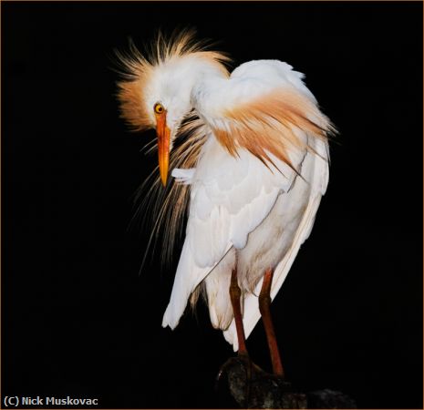 Missing Image: i_0026.jpg - Cattle Egret At Night