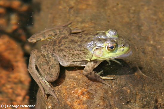 Missing Image: i_0031.jpg - Pond Frog