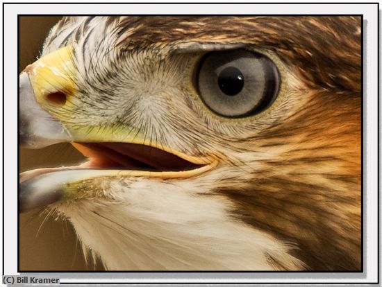 Missing Image: i_0043.jpg - Hawk-Eye