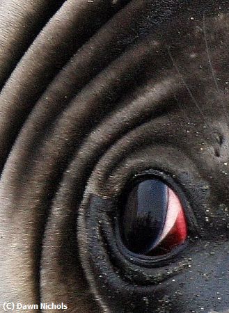 Missing Image: i_0045.jpg - Eye of Seal